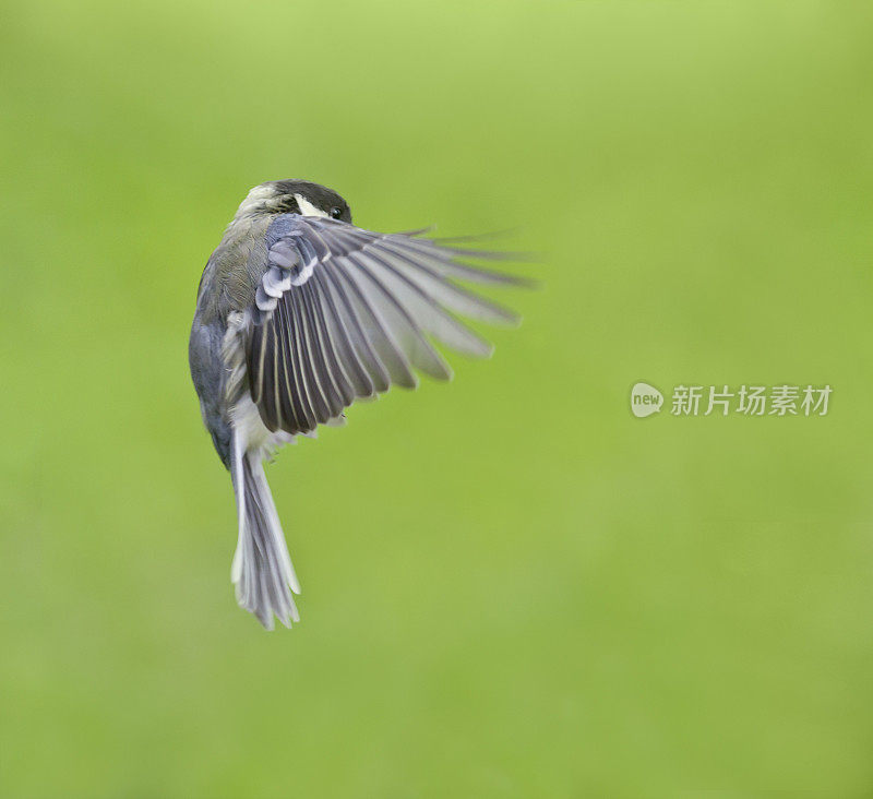 Great Tit juvenile (Parus major) in flight